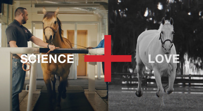 horses at the Purina equine research center